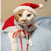 ヒメ日記 2025/12/23 17:00 投稿 辻レイナ クラブ華