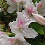 ヒメ日記 2025/12/23 18:00 投稿 辻レイナ クラブ華