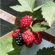 ヒメ日記 2025/12/25 18:00 投稿 辻レイナ クラブ華