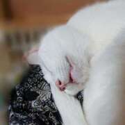 ヒメ日記 2025/12/26 17:00 投稿 辻レイナ クラブ華