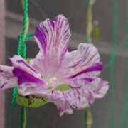 ヒメ日記 2025/12/26 18:00 投稿 辻レイナ クラブ華