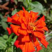 ヒメ日記 2025/12/30 18:00 投稿 辻レイナ クラブ華