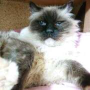 ヒメ日記 2025/12/31 17:00 投稿 辻レイナ クラブ華