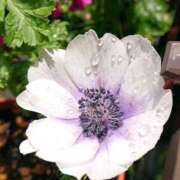 ヒメ日記 2025/12/31 18:00 投稿 辻レイナ クラブ華