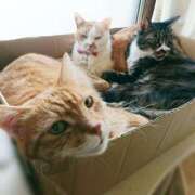 ヒメ日記 2026/01/01 17:00 投稿 辻レイナ クラブ華