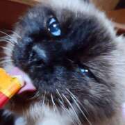 ヒメ日記 2026/01/02 17:00 投稿 辻レイナ クラブ華