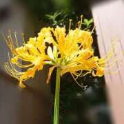 ヒメ日記 2026/01/03 18:00 投稿 辻レイナ クラブ華