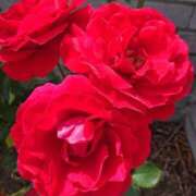 ヒメ日記 2026/01/04 18:00 投稿 辻レイナ クラブ華