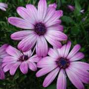 ヒメ日記 2026/01/05 18:00 投稿 辻レイナ クラブ華