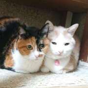 ヒメ日記 2026/01/08 17:00 投稿 辻レイナ クラブ華