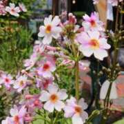 ヒメ日記 2026/01/12 18:00 投稿 辻レイナ クラブ華