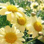 ヒメ日記 2026/01/18 18:00 投稿 辻レイナ クラブ華