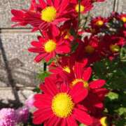 ヒメ日記 2026/01/19 18:00 投稿 辻レイナ クラブ華