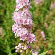 ヒメ日記 2026/01/22 18:00 投稿 辻レイナ クラブ華