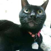 ヒメ日記 2026/01/24 17:00 投稿 辻レイナ クラブ華