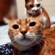 ヒメ日記 2026/01/25 17:00 投稿 辻レイナ クラブ華