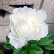 ヒメ日記 2026/01/26 18:00 投稿 辻レイナ クラブ華