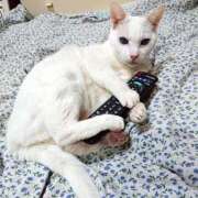 ヒメ日記 2026/01/27 17:00 投稿 辻レイナ クラブ華