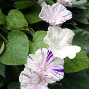 ヒメ日記 2026/01/30 18:00 投稿 辻レイナ クラブ華