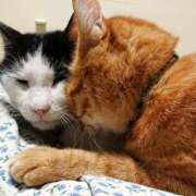 ヒメ日記 2026/01/31 17:00 投稿 辻レイナ クラブ華