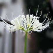 ヒメ日記 2026/01/31 18:00 投稿 辻レイナ クラブ華