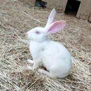 ヒメ日記 2026/02/03 11:00 投稿 辻レイナ クラブ華