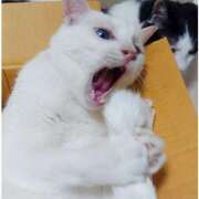 ヒメ日記 2026/02/03 17:00 投稿 辻レイナ クラブ華