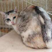 ヒメ日記 2026/02/04 17:00 投稿 辻レイナ クラブ華