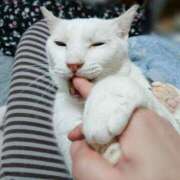 ヒメ日記 2026/02/06 17:00 投稿 辻レイナ クラブ華