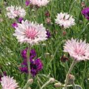 ヒメ日記 2026/02/06 18:00 投稿 辻レイナ クラブ華