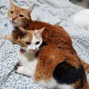 ヒメ日記 2026/02/08 17:00 投稿 辻レイナ クラブ華