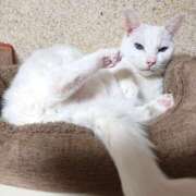 ヒメ日記 2026/02/09 17:00 投稿 辻レイナ クラブ華