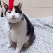 ヒメ日記 2026/02/11 17:00 投稿 辻レイナ クラブ華