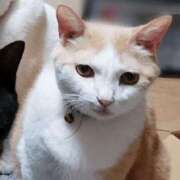 ヒメ日記 2026/02/13 17:00 投稿 辻レイナ クラブ華