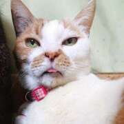 ヒメ日記 2026/02/15 17:00 投稿 辻レイナ クラブ華