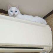 ヒメ日記 2026/03/03 17:30 投稿 辻レイナ クラブ華