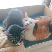 ヒメ日記 2026/03/05 17:30 投稿 辻レイナ クラブ華