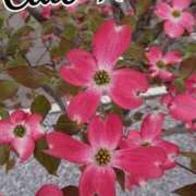 ヒメ日記 2026/03/05 18:00 投稿 辻レイナ クラブ華