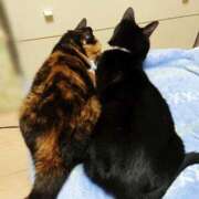 ヒメ日記 2026/03/06 17:30 投稿 辻レイナ クラブ華