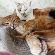 ヒメ日記 2026/03/07 17:30 投稿 辻レイナ クラブ華