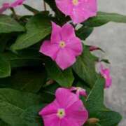 ヒメ日記 2026/03/08 18:00 投稿 辻レイナ クラブ華