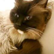 ヒメ日記 2026/03/09 17:30 投稿 辻レイナ クラブ華