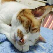 ヒメ日記 2026/03/10 17:30 投稿 辻レイナ クラブ華