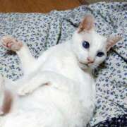 ヒメ日記 2026/03/11 17:30 投稿 辻レイナ クラブ華