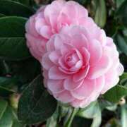 ヒメ日記 2026/03/13 18:01 投稿 辻レイナ クラブ華