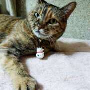 ヒメ日記 2026/03/14 17:30 投稿 辻レイナ クラブ華