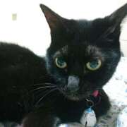 ヒメ日記 2026/03/15 17:30 投稿 辻レイナ クラブ華