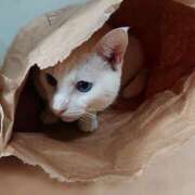 ヒメ日記 2026/03/17 17:30 投稿 辻レイナ クラブ華