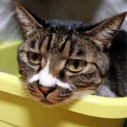 ヒメ日記 2026/03/19 17:30 投稿 辻レイナ クラブ華