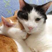 ヒメ日記 2026/03/20 17:30 投稿 辻レイナ クラブ華